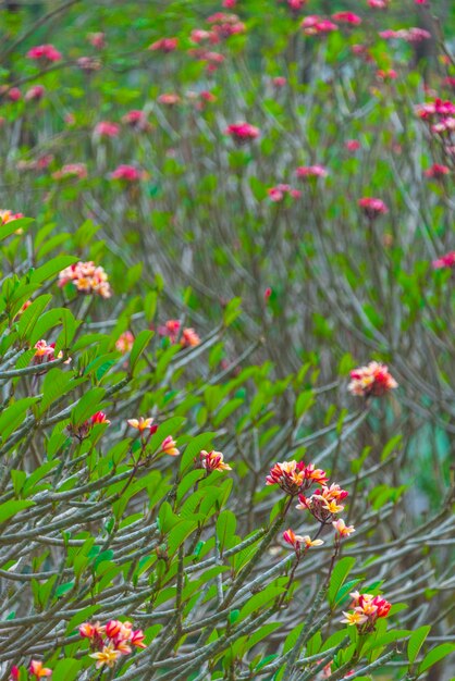 タイ、アジアの自然の風景で熱帯の木にカラフルな花