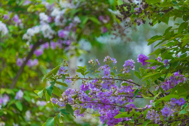 colorful flower on tropical tree in Thailand