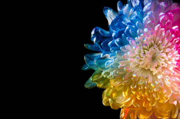 Colorful flower