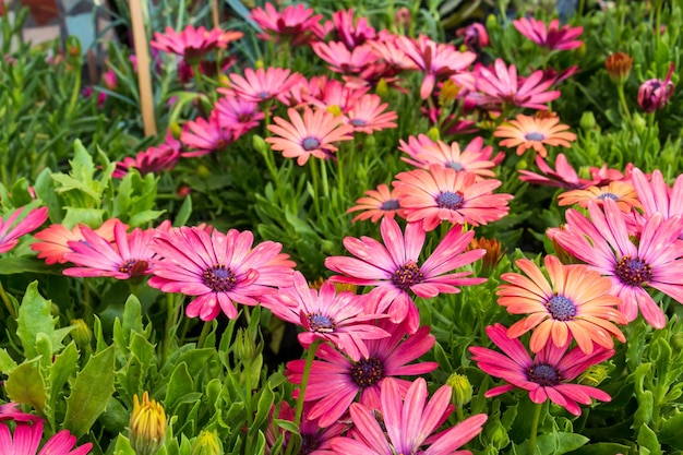 Photo colorful flowerbed of vivid pink daisies