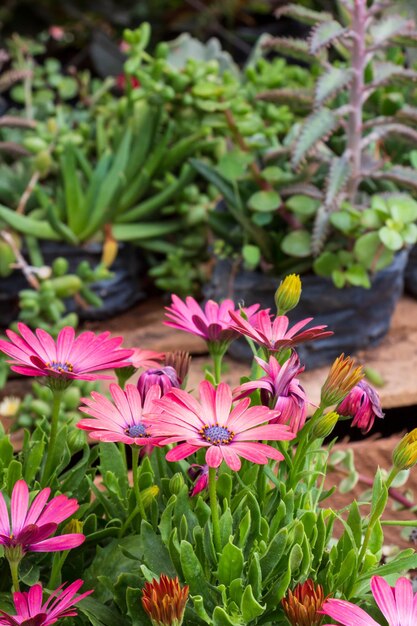 Colorful flowerbed of vivid pink daisies