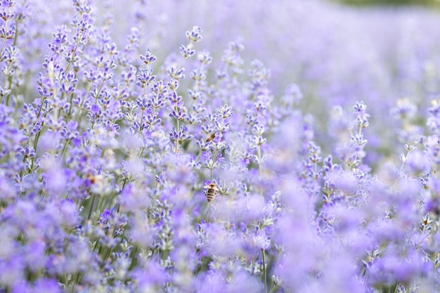 夜明けの光の中でカラフルな開花ラベンダー畑