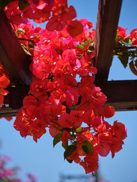 美しい夏の日の色とりどりの花