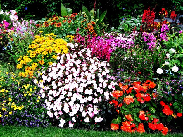 Photo colorful flowers in bloom