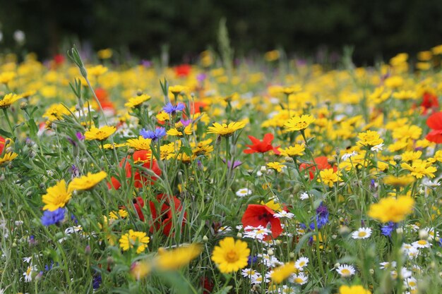 Colorful flowers blooming on field