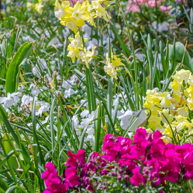 Colorful flowers in blossom in a garden during springtime