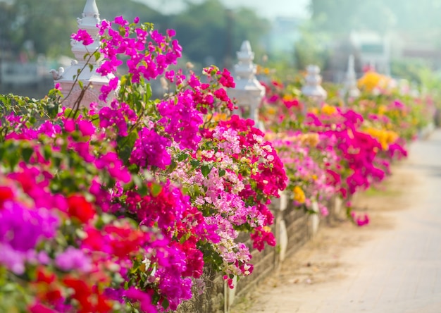 通りのブーゲンビリアの色とりどりの花