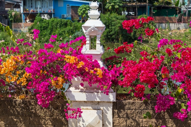 通りのブーゲンビリアの色とりどりの花