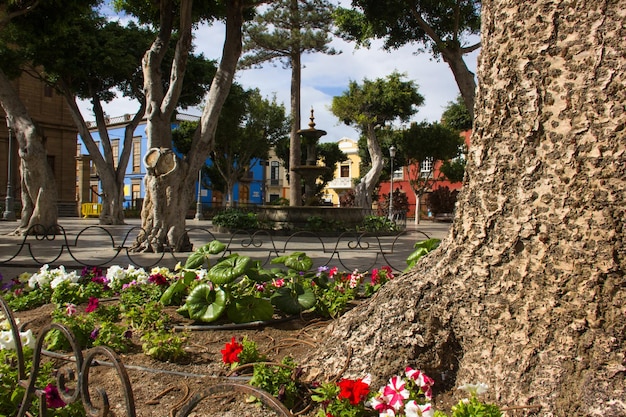 Colorful flowers by tree trunk on neat Galdar Square in Gran Canaria Spain