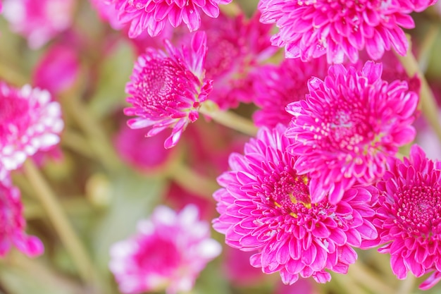 色とりどりの花、背景、抽象的なテクスチャの菊