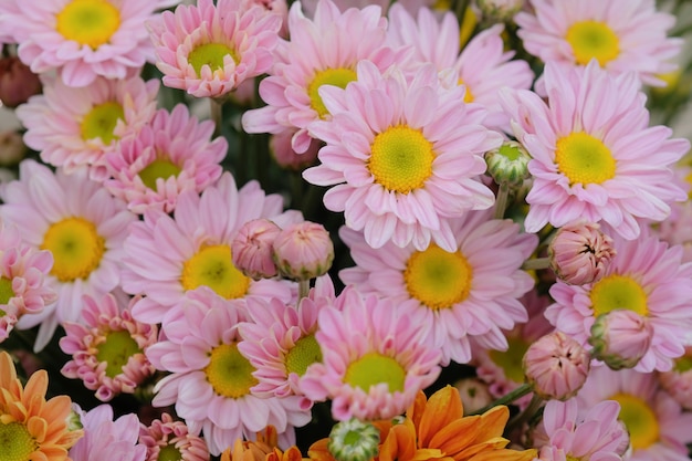 Colorful flowers chrysanthemum for background