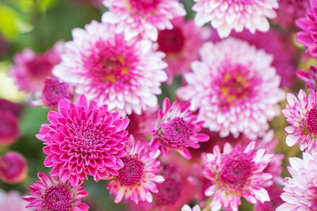 色とりどりの花の背景に菊