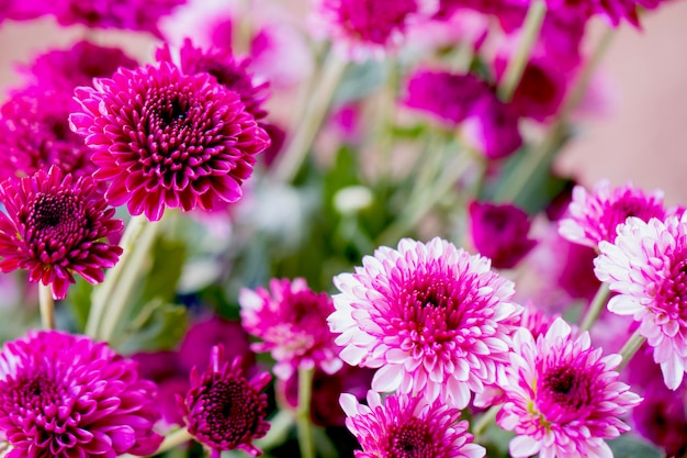 Colorful flowers chrysanthemum for background