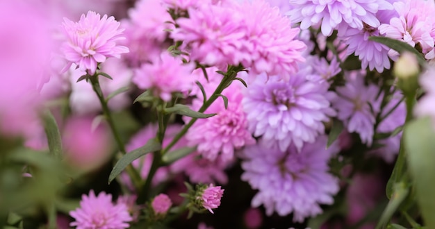 色とりどりの花の背景に菊