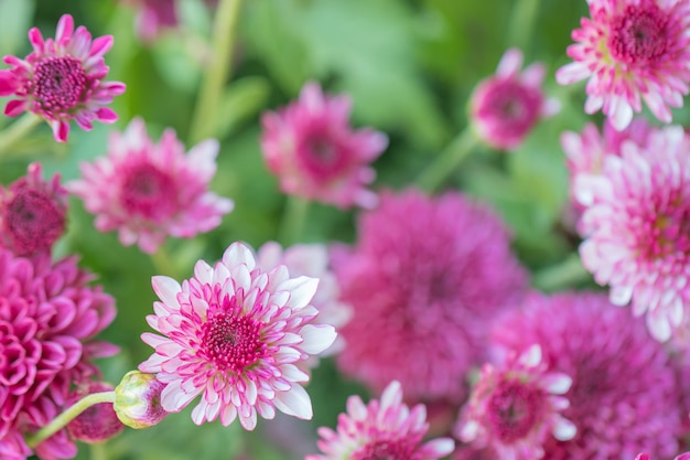 色とりどりの花の背景に菊