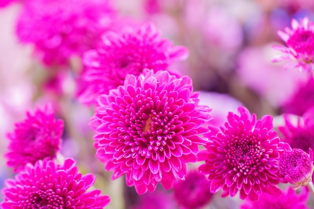 色とりどりの花の背景に菊