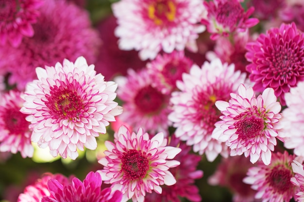 Colorful flowers chrysanthemum made with gradient for background