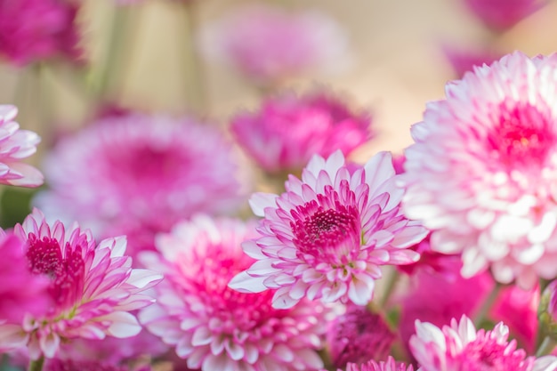 Colorful flowers chrysanthemum made with gradient for background