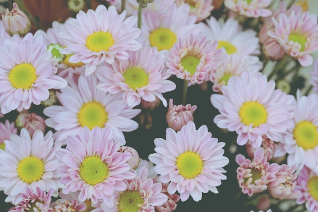 背景のグラデーションで作られた色とりどりの花の菊