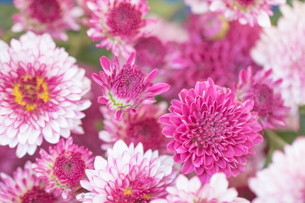 背景のグラデーションで作られた色とりどりの花の菊