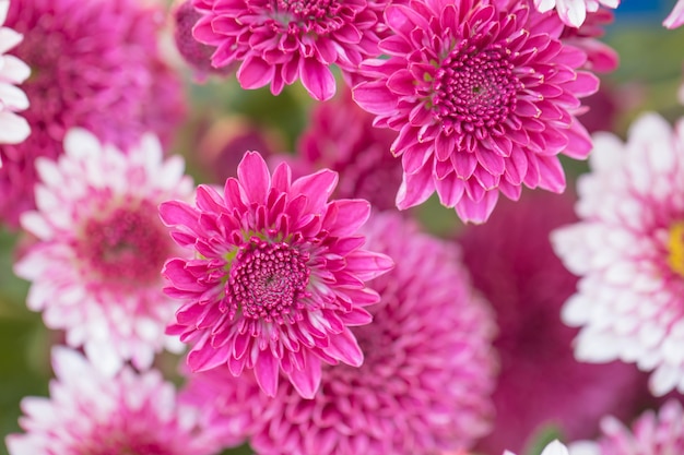 背景のグラデーションで作られた色とりどりの花の菊