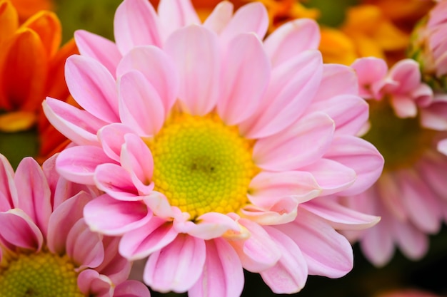 Colorful flowers chrysanthemum made with gradient for background