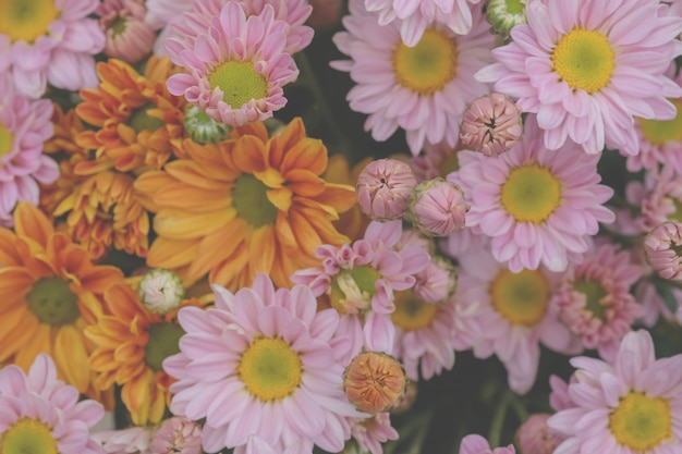 写真 背景のグラデーションで作られた色とりどりの花の菊
