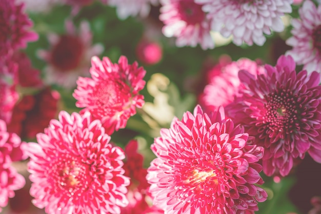 Colorful flowers chrysanthemum 