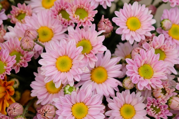 Colorful flowers chrysanthemum