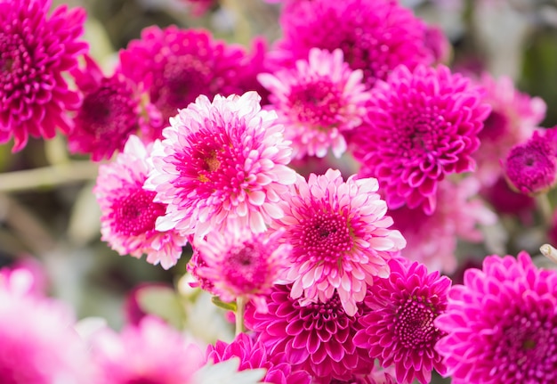 Colorful flowers chrysanthemum