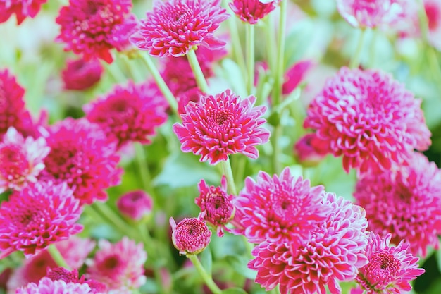 Colorful flowers chrysanthemum