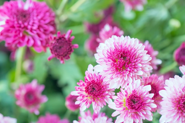 Colorful flowers chrysanthemum 