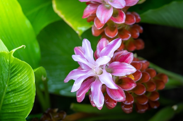 色とりどりの花をクローズアップ