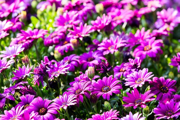 Colorful flowers in depth of field