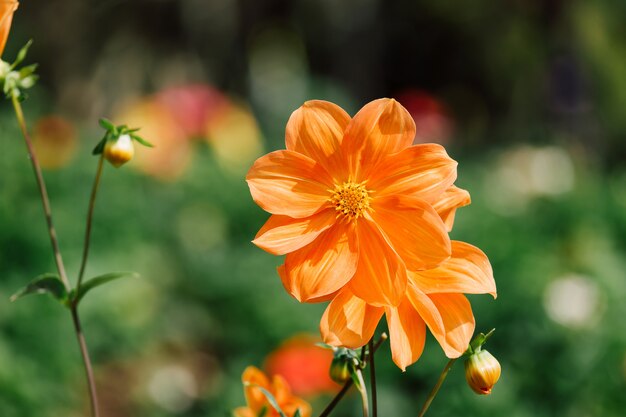 Colorful flowers in depth of field