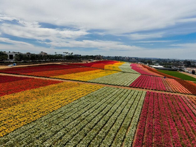 毎年 3 月から 5 月中旬にかけて咲く色とりどりの花畑