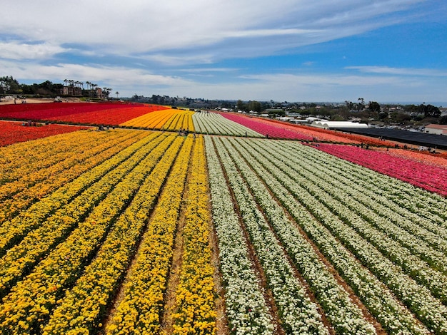 毎年 3 月から 5 月中旬にかけて咲く色とりどりの花畑