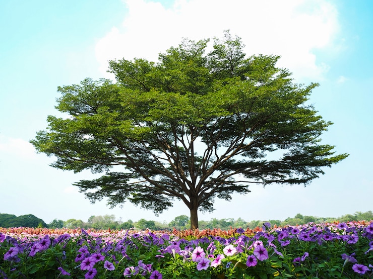 Photo colorful flowers field and big tree against blue sky.