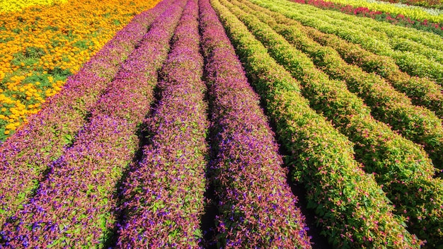 Colorful flowers in the field and blue sky.