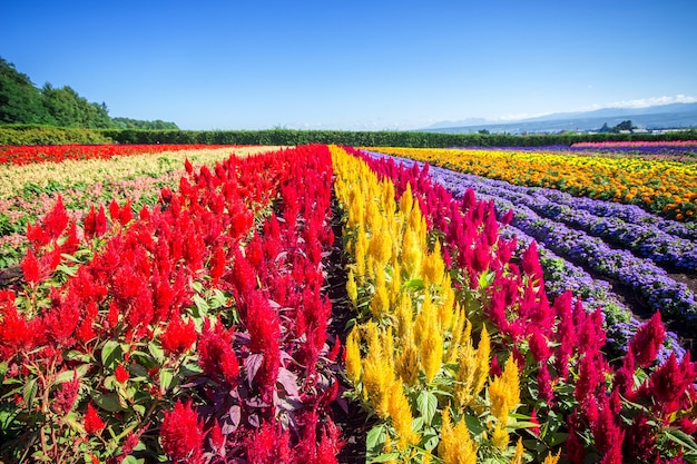 Colorful flowers in the field and blue sky.