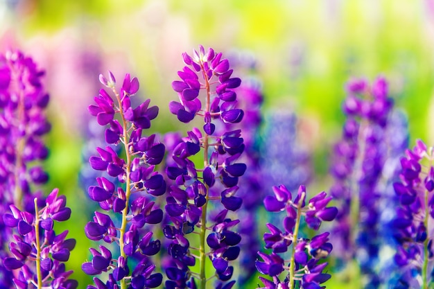 Colorful flowers in field at sunset