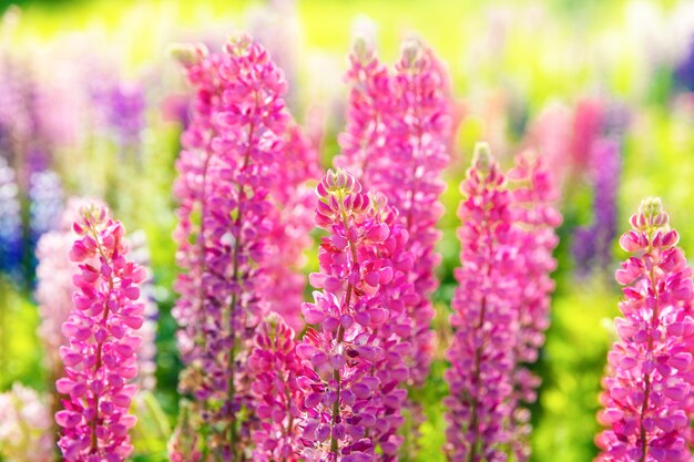 Colorful flowers in field at sunset.