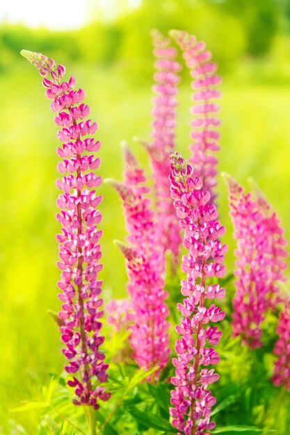 日没時の野原に色とりどりの花