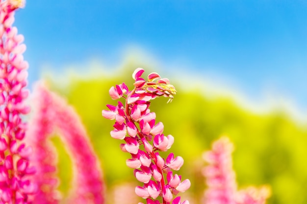 日没時の野原に色とりどりの花