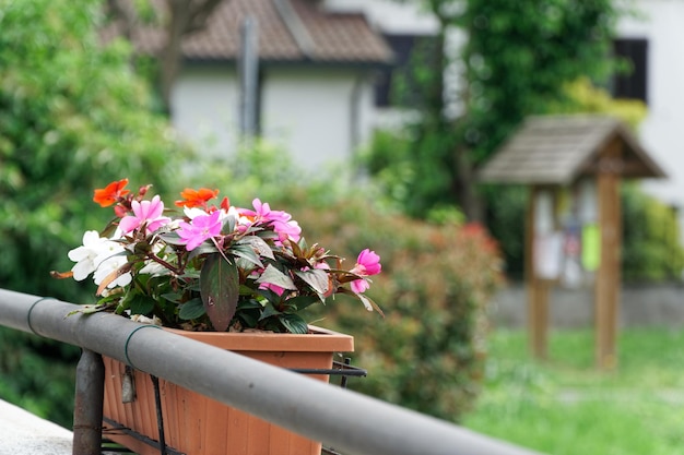 Photo colorful flowers in flowerpot