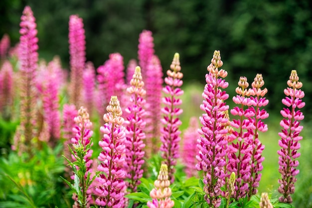 Colorful flowers in forest in mountains