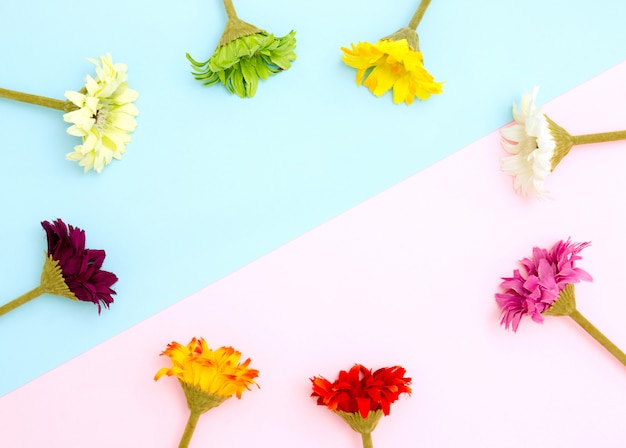 青とピンクの背景の色とりどりの花のフレームフラット横たわっていた、トップビュー