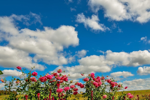 秋の裏庭の庭の色とりどりの花 秋の季節 美しい空と屋外の装飾花