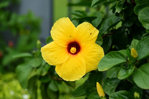 庭にはカラフルな花があります。庭には美しい花が咲き誇ります。