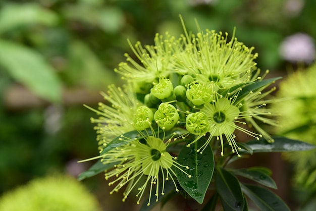 庭の色とりどりの花